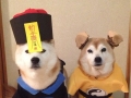 Cosplaying shiba inu duo