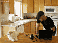 Cats Gun