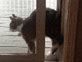 Maximum effort!
