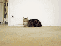 Wolverine cat