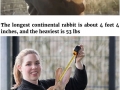Atlas, the giant rabbit