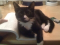 Cats won't let you read