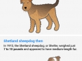 Dog breeds 100 years later