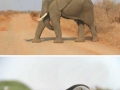 Animals without necks