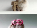 Cute hamsters