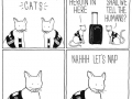 Detection cats