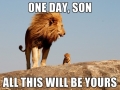 The Lion King on BBC wildlife
