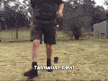Cute Tasmanian devils