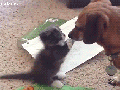 Please let me boop you!