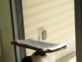 Ungrateful cats