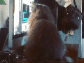 How to troll your cat
