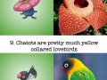 Pokemon based on real beings
