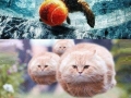 Cates vs. doges