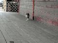 Cat raised by horse