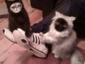 Best face swap ever!