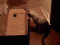 Laser pointer trick