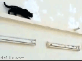 Outplayed cat