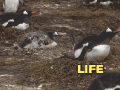 Life is hard