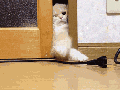 Grab cable, lick door
