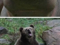 Majestic animals