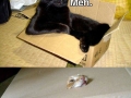 It's not easy being a cat