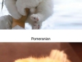 Fluffy puppies