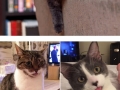 Cats with their tongues out