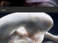 Animals inside their mothers' wombs
