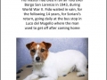 Loyal dogs from around the world