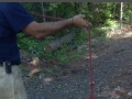 Adventures of Frank the Snapping Turtle