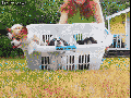 Puppy rebellion