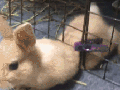 Not fat, just fluff