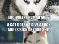 Cats vs dogs