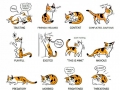 Cat language