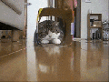Cat vs Box