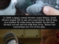 Fastest internet