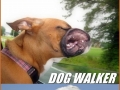 Worst dog walker ever