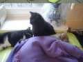 Rademenesa - catnurse