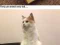 We can't help but love our cats