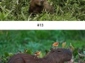 Capybara can befriend every other species