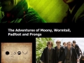 Harry Potter tv series