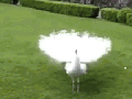 Magnificent peacock