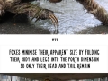 Amazing animal facts