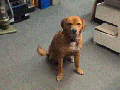 OMG! A dog with reflexes like these..