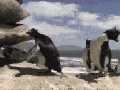 Penguins, derpiest birds on earth