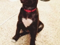 Photogenic dogs with beautiful coat patterns