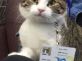 Airlines break their own rules so pets can escape fires