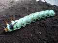 The complete life cycle of Hickory Horned Devils