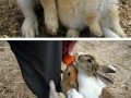 Rabbit Island - Japan