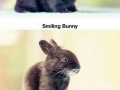 30 days of bunny growing